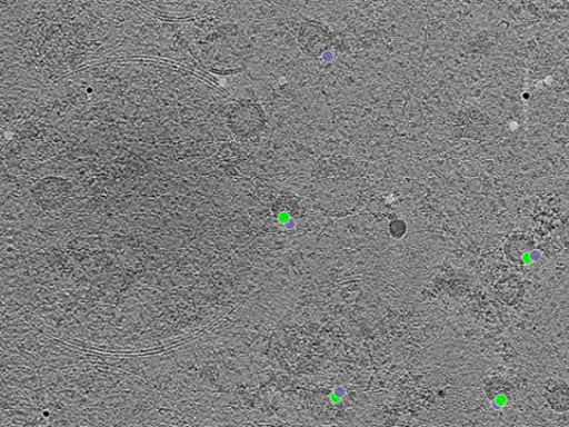 key visualization for tomogram_007