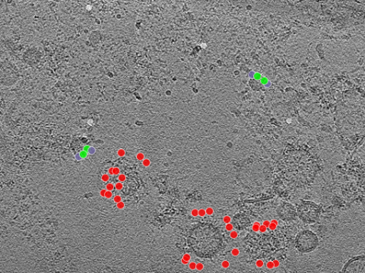key visualization for tomogram_009