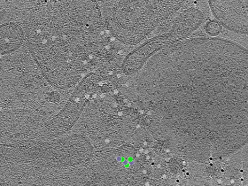 key visualization for tomogram_011