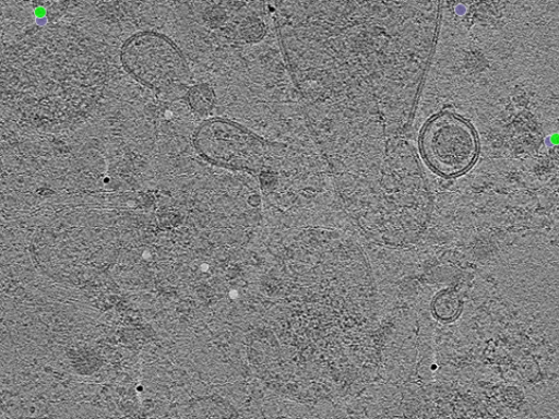 key visualization for tomogram_014