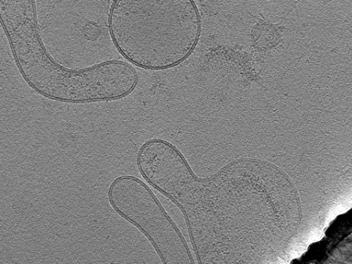key visualization for tomogram_015
