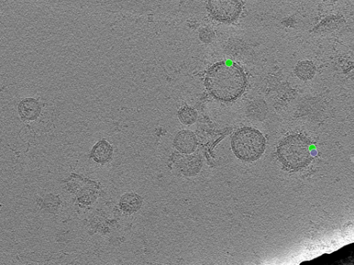 key visualization for tomogram_016