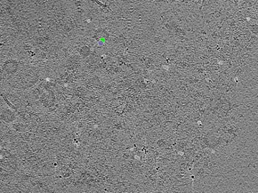 key visualization for tomogram_020