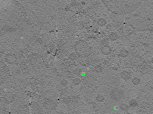 key visualization for tomogram_021