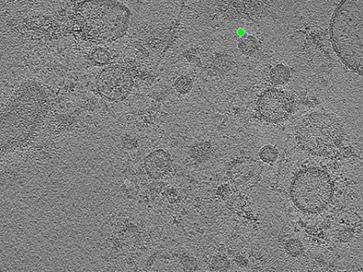 key visualization for tomogram_024