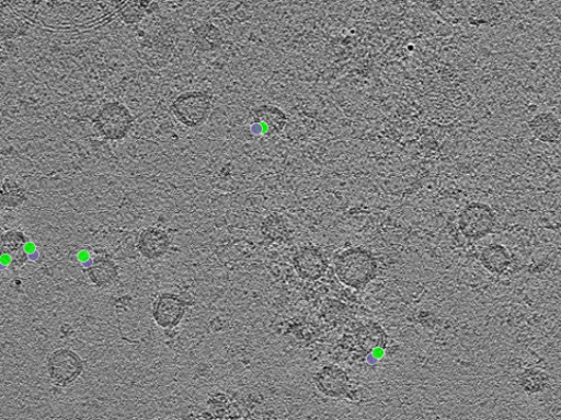 key visualization for tomogram_107