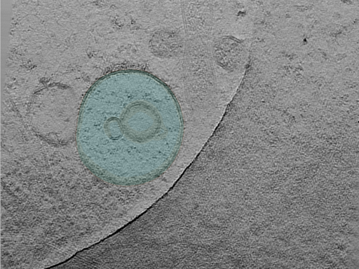 key visualization for 24aug07a_Position_10_2