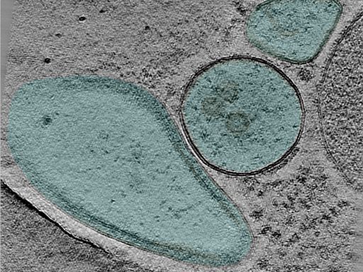 key visualization for 24aug30a_Position_101_5