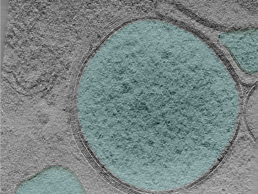 key visualization for 25mar28b_Position_1