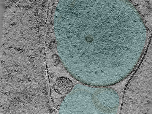 key visualization for 25mar28b_Position_100_3