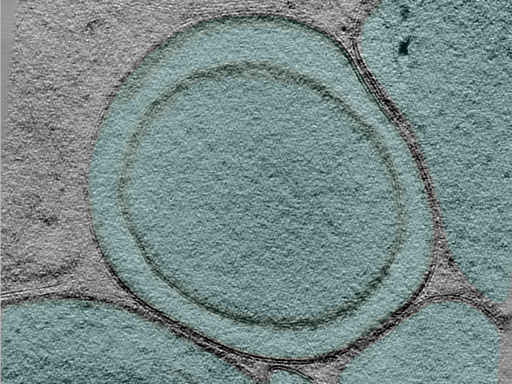 key visualization for 25mar28b_Position_100_6