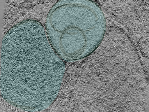 key visualization for 25mar28b_Position_101_3