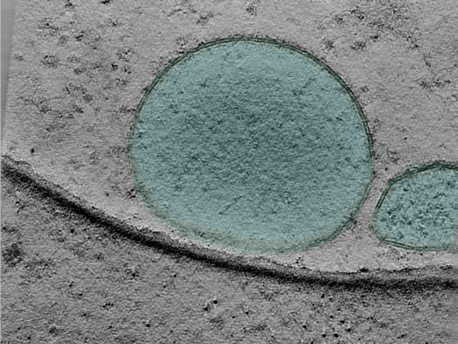 key visualization for 25mar28b_Position_10_2