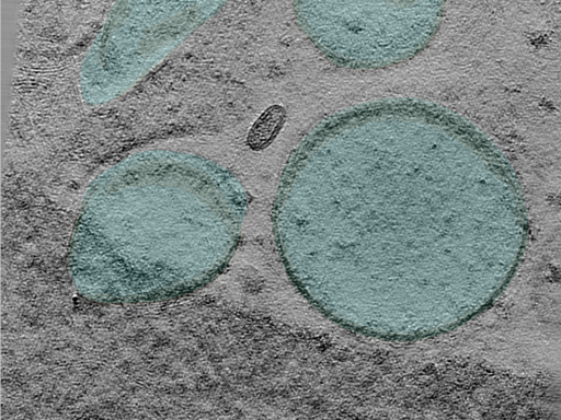key visualization for 25oct01a_Position_9_6