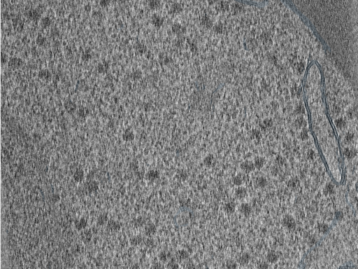 key visualization for 210610_Lamela1_Position_40