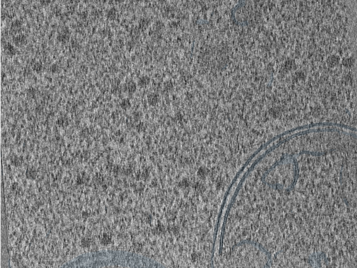 key visualization for 210610_Lamela2_Position_31