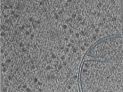 key visualization for 210610_Lamela3_Position_45