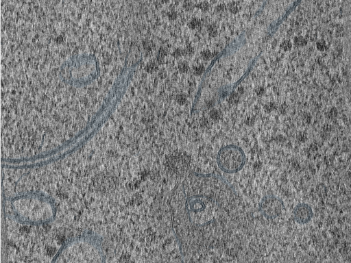 key visualization for 210614_lamella1_Position_10