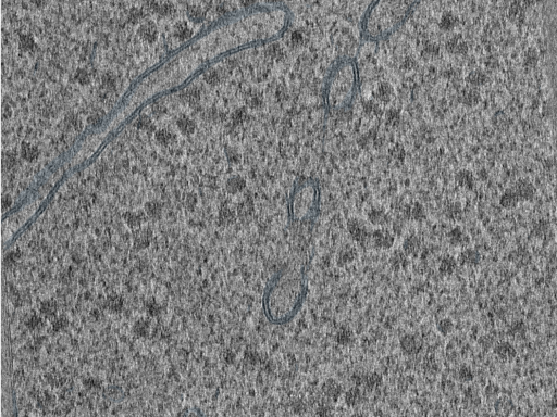 key visualization for 210614_lamella1_Position_14