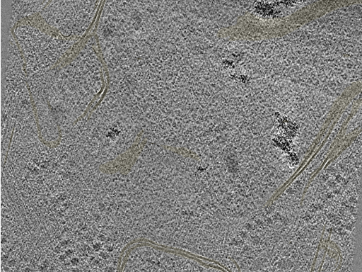 key visualization for 20220718_P10_ts_004