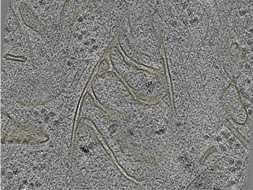 key visualization for 20220718_P11_ts_002