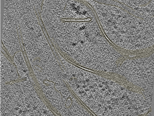 key visualization for 20220718_P11_ts_003