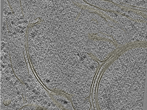 key visualization for 20220718_P11_ts_004