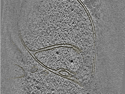 key visualization for 20220718_P12_ts_003