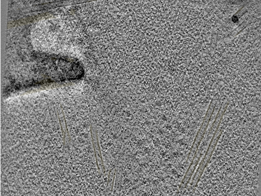 key visualization for 20220718_P12_ts_004