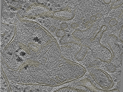 key visualization for 20220718_P13_ts_003