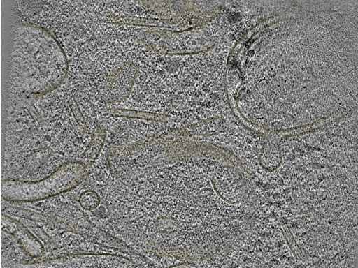 key visualization for 20220718_P13_ts_004