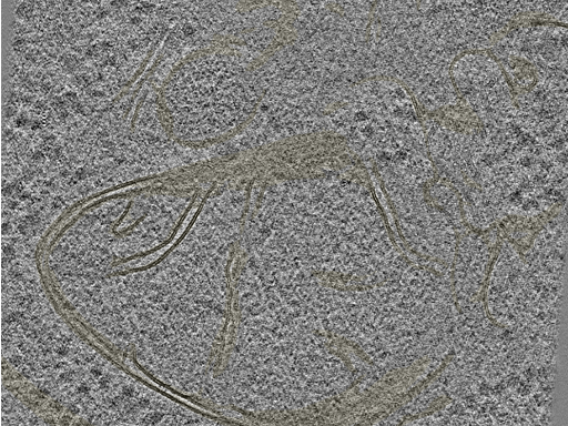 key visualization for 20230404_P8_ts_008