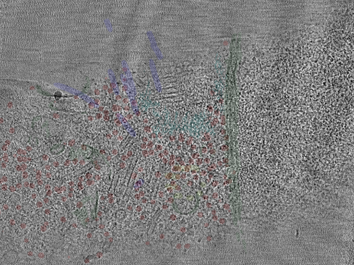 key visualization for cent1