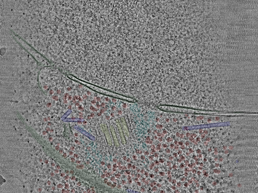 key visualization for cent5