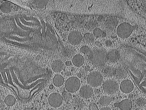 key visualization for Arabidopsis thaliana pollen tubes