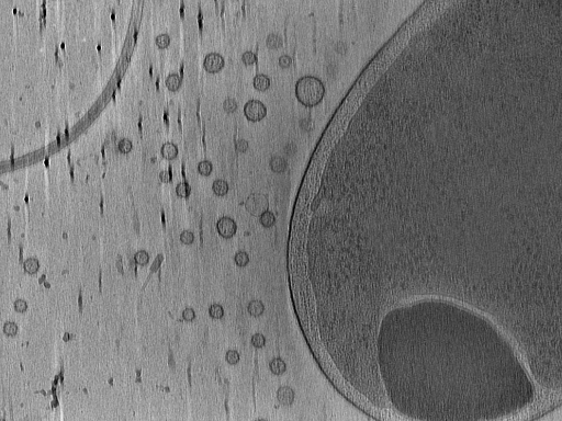 key visualization for Vibrio Cholerae Competence pilus - PilQ GFP variant, PilT deletion