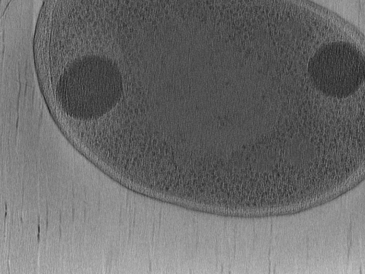 key visualization for Vibrio Cholerae Competence pilus - PilT and PilU inactive variants