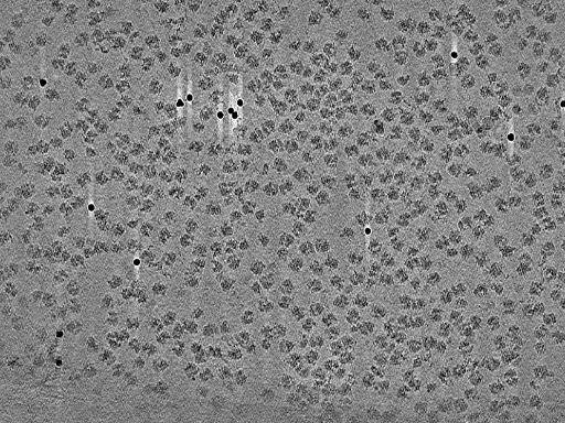 key visualization for Cryo-electron tomography of purified E. coli 70S ribosomes acquired by fast-incremental single-exposure (FISE) tilt series