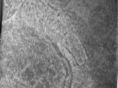 key visualization for Cryo-ET of purified Rickettsia parkeri ompBSTOP::tn bacteria (1.9 A, UW-Madison K3)