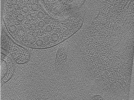 key visualization for Cryo-electron tomography of a planar cryo-FIB lift-out from adult mouse hippocampus CA1 spanning stratum pyramidale through stratum lacunosum-moleculare