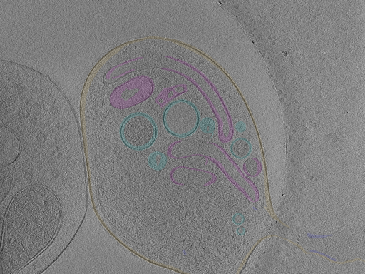 key visualization for Position_18