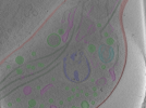 key visualization for Position_2
