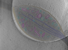 key visualization for Cryo-electron tomography of axons and varicosities in cultured primary mouse dorsal root ganglion neurons (Glacios 200 kV comparative subset, 6-7 February 2025)