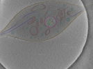 key visualization for Position_15