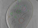 key visualization for Position_10