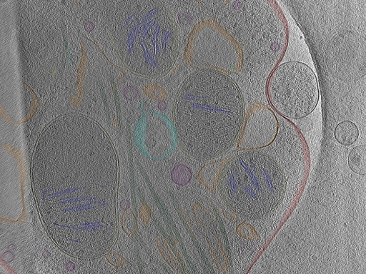 key visualization for Position_18