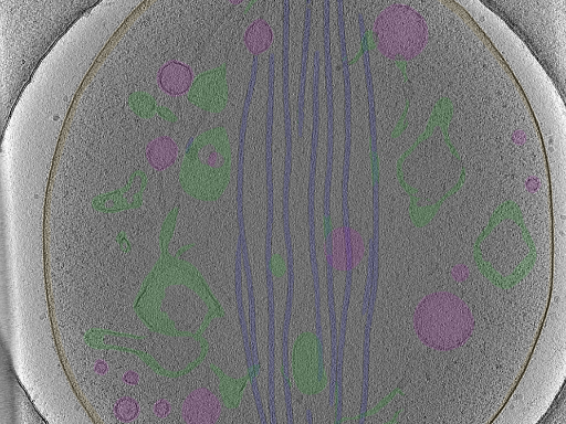 key visualization for Position_21
