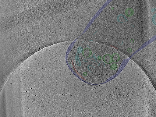 key visualization for Position_4