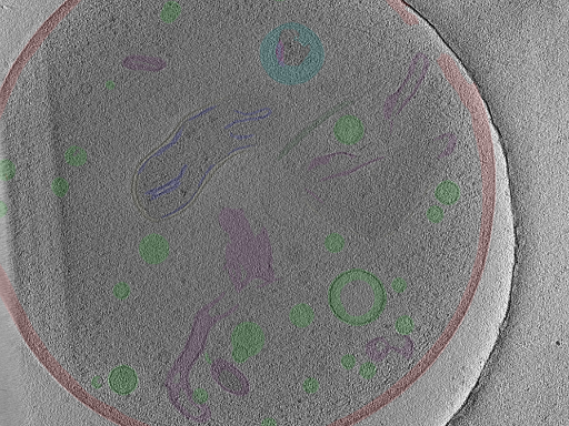 key visualization for Cryo-electron tomography of axons and varicosities in cultured primary mouse dorsal root ganglion neurons (Titan Krios, 2-4 June 2025)
