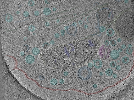 key visualization for Position_17B